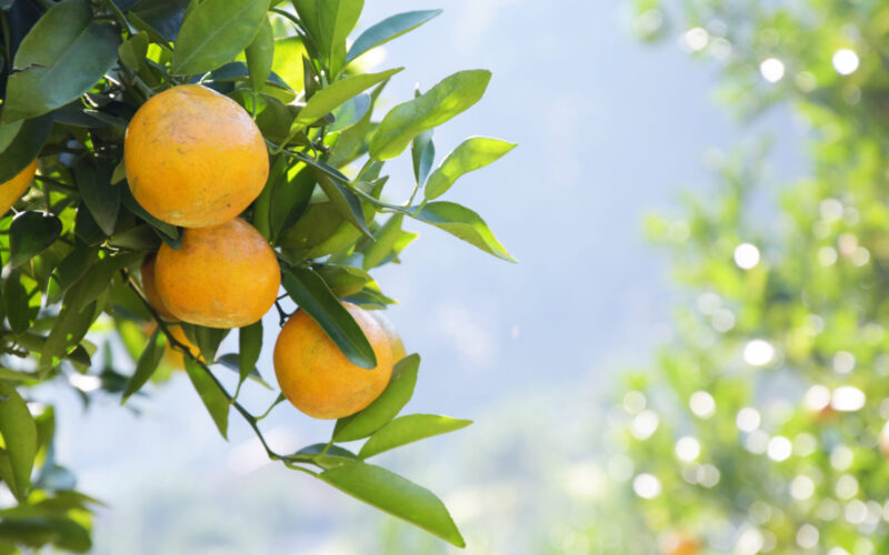 Fresh Orange On Plant, Orange Tree.